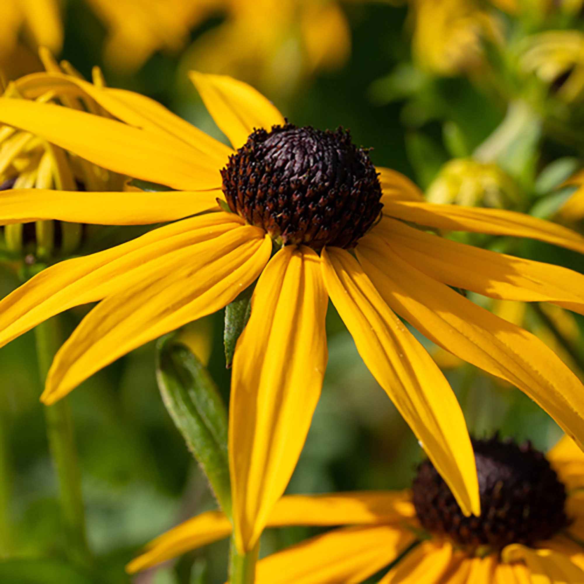Bakker Goldsturm rudbeckia vivace pot 9cm fleur jaune