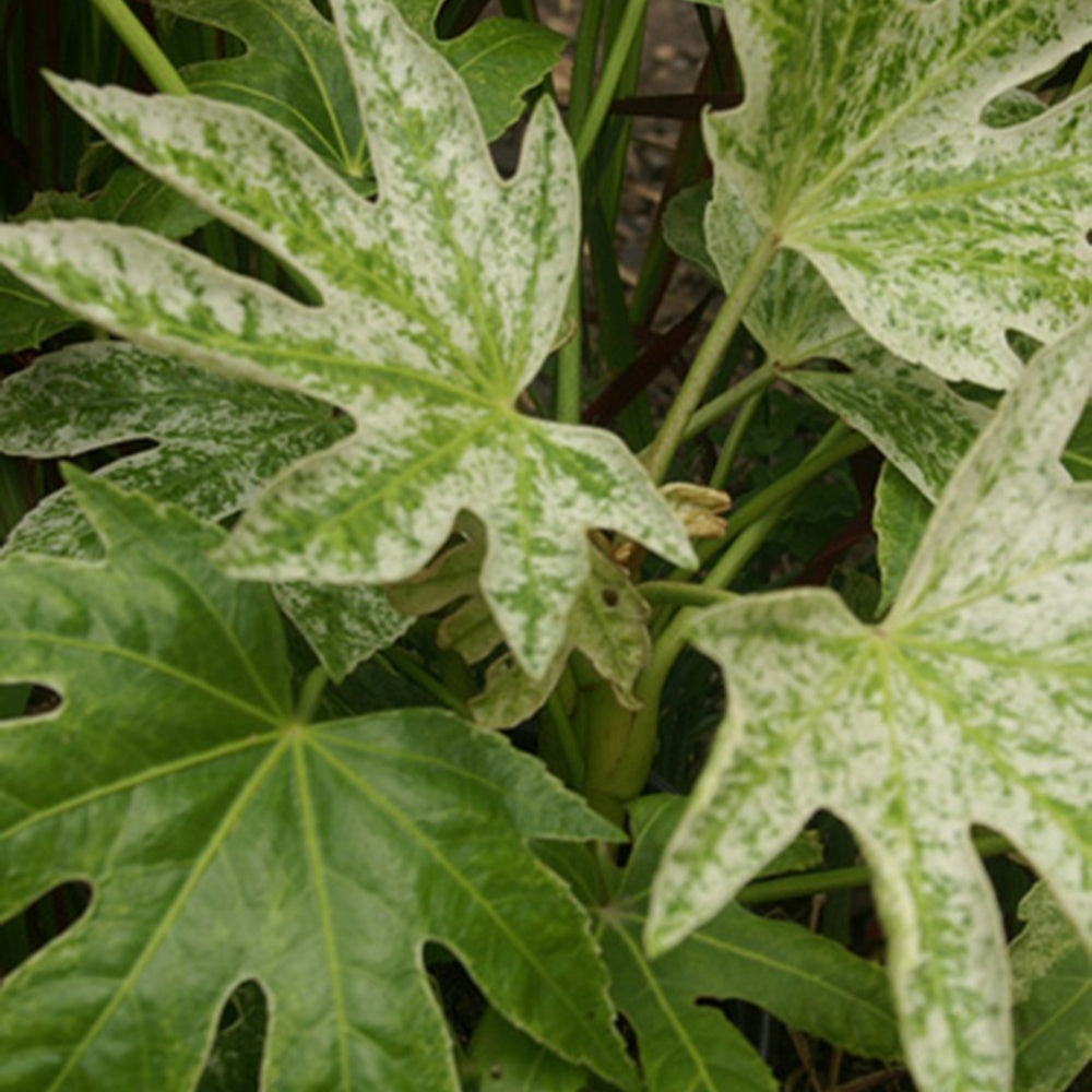Bakker Aralia Spiders Web plante terrasse pot 8cm panaché