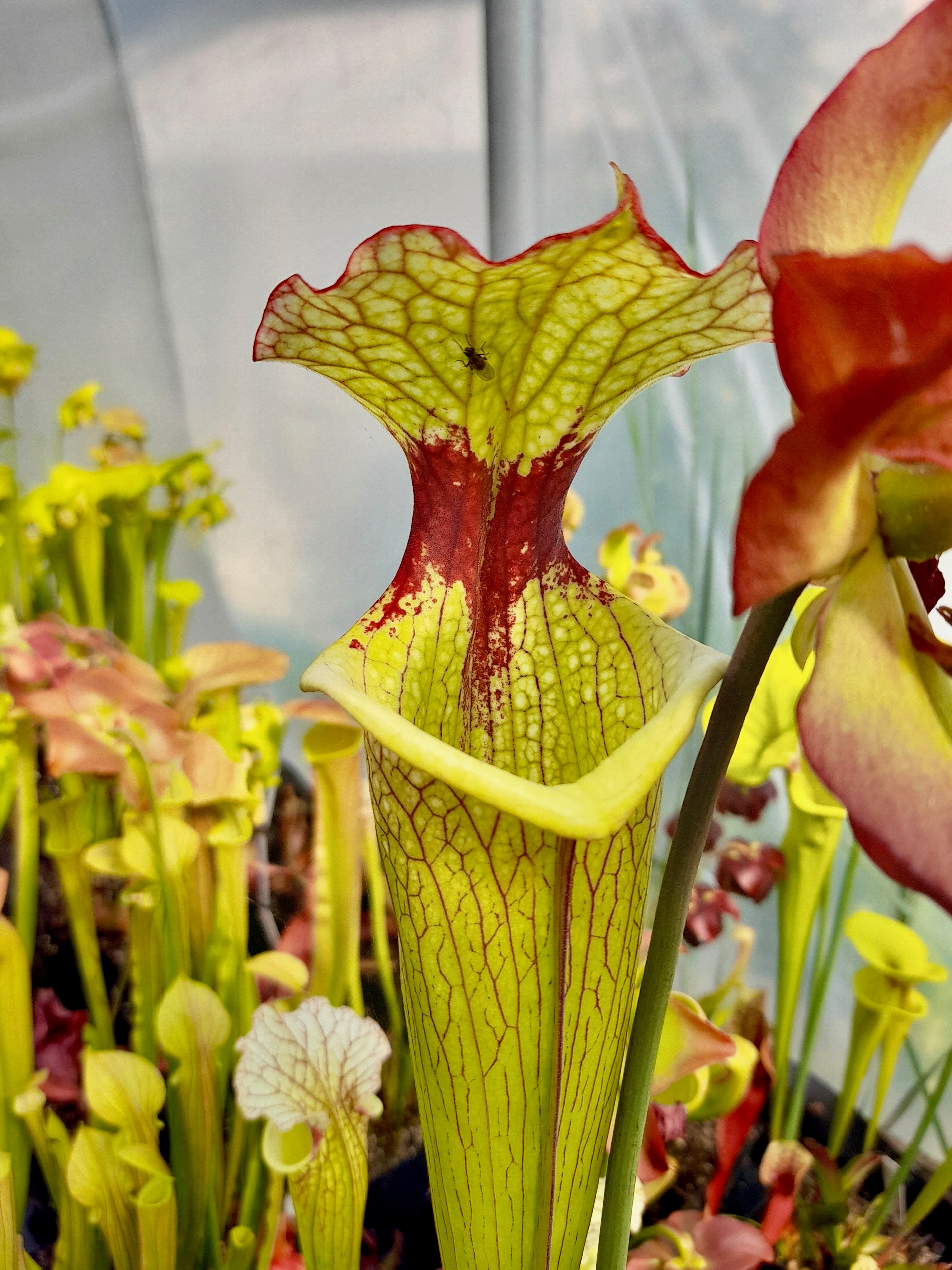Carniflore Sarracenia Leah Wilkerson plante carnivore 1 pt