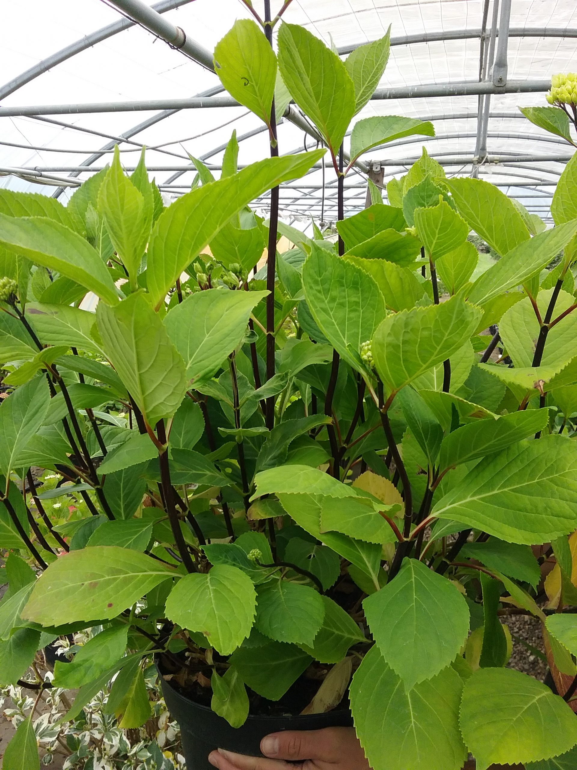 Les Hortensias du Haut Bois Nigra hortensia tiges noires rose