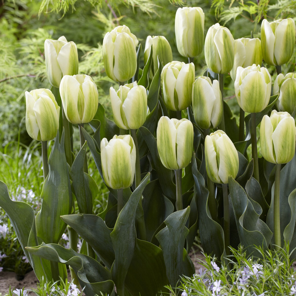 Bakker Tulipes Triomphe Green Spirit 7 bulbes crème vert