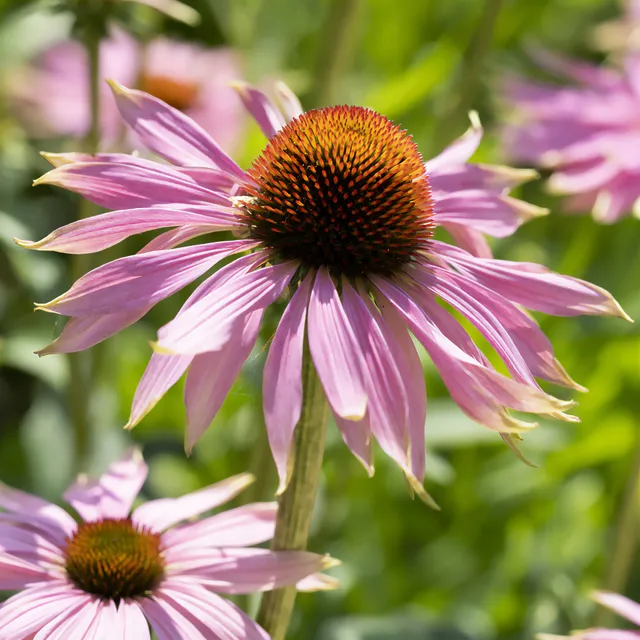 Bakker Echinacea rudbeckia graine sachet 0,3g rose