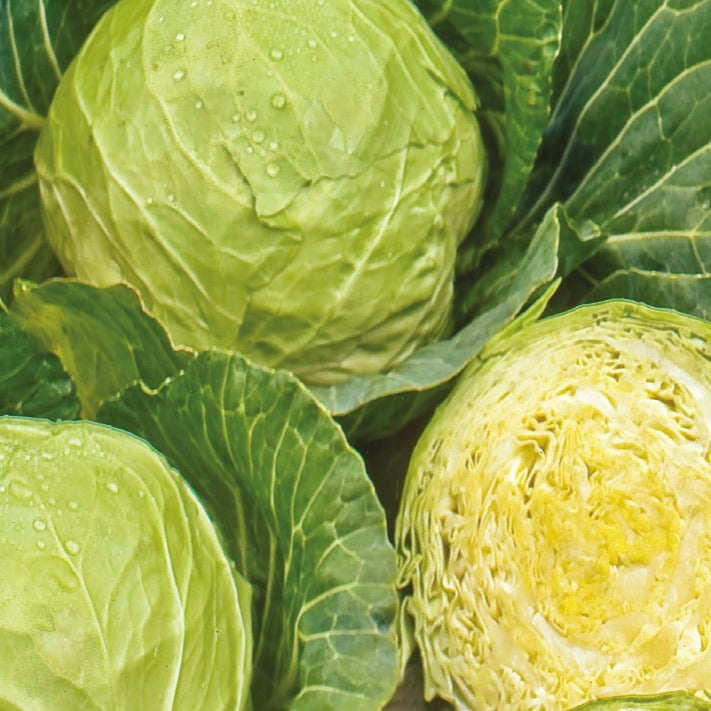 Bakker Roem van Enkhuizen 3 chou cabus blanc graines bio 0,4g
