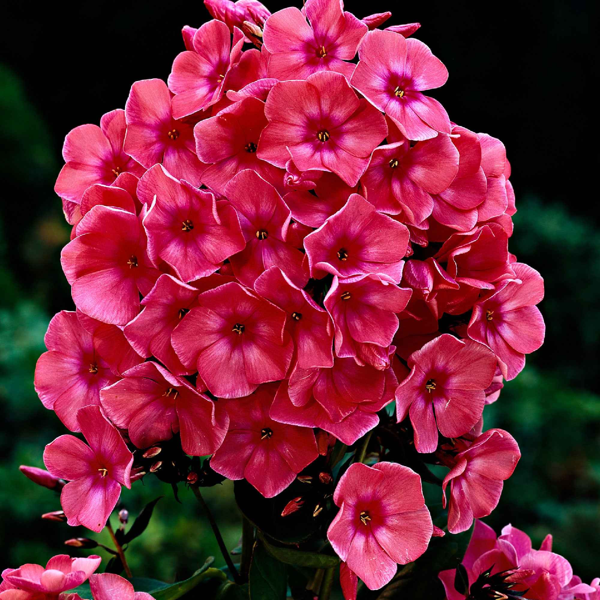 Bakker Windsor phlox paniculé rose 3 pots Ø9cm