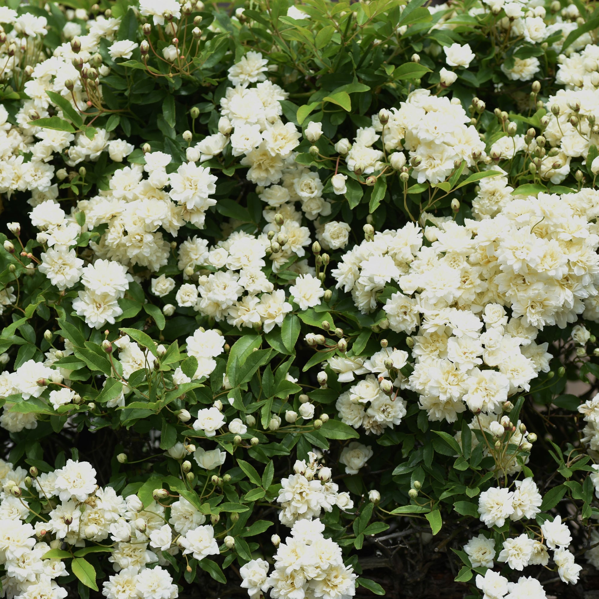 Bakker Rosiers Alba Plena rosier grimpant pot 9cm blanc