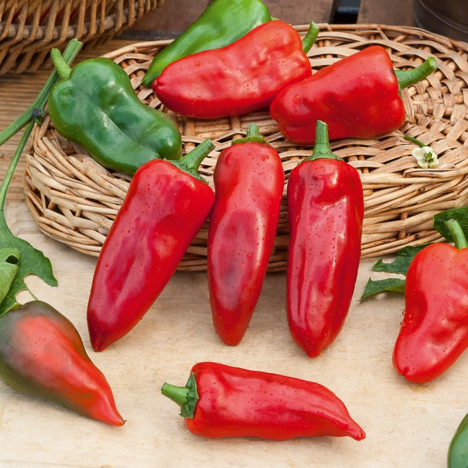 Bakker Poivron Piquillo graines sachet 0,25g soleil