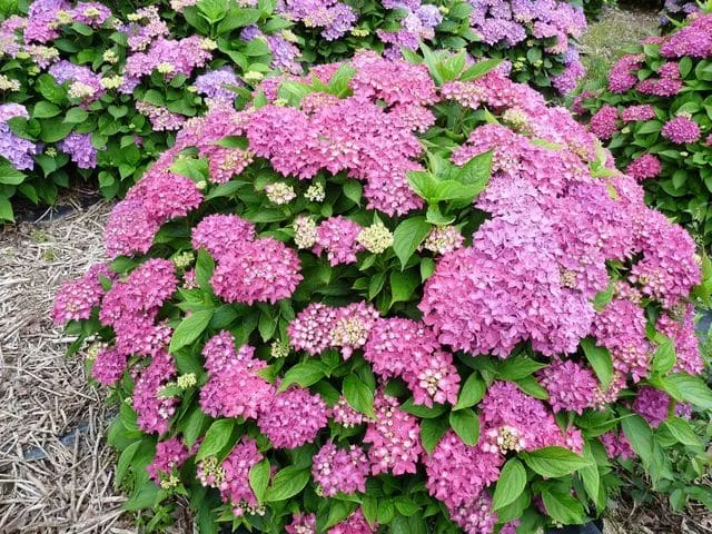 Les Hortensias du Haut Bois Hornli hortensia macrophylla fleurs rondes grand pot