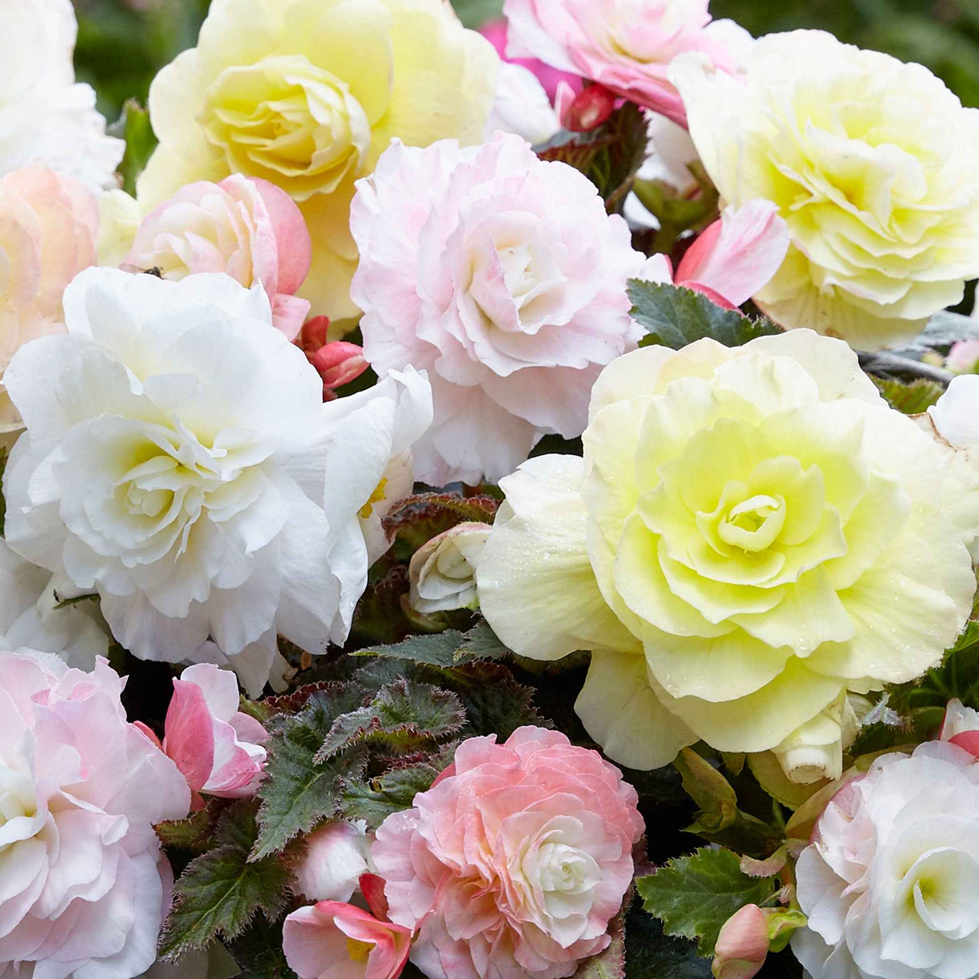 Bakker Bégonias Pastel bulbes sachet 4 crème rose