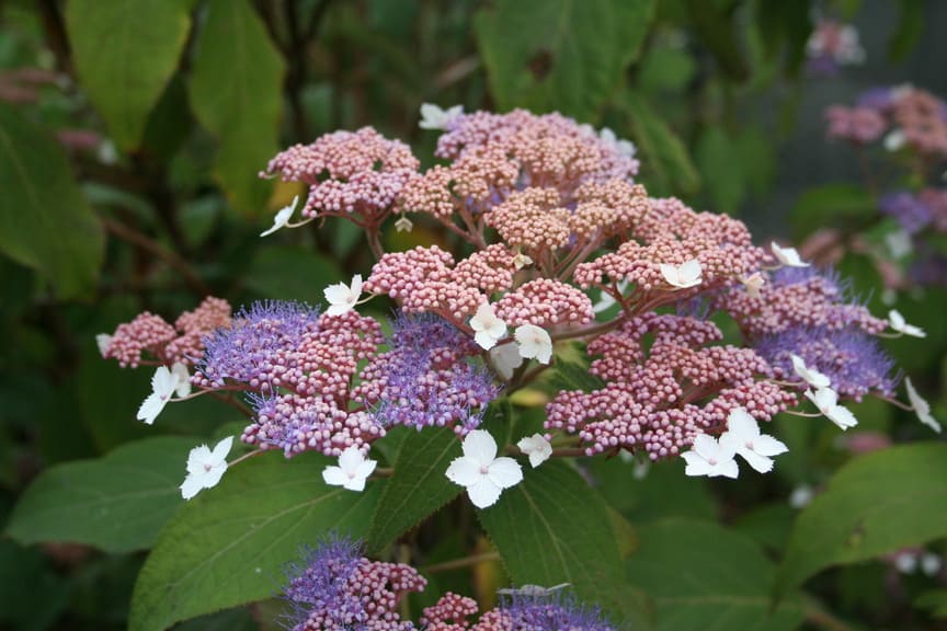 Les Hortensias du Haut Bois Kawakami hortensia aspera velours
