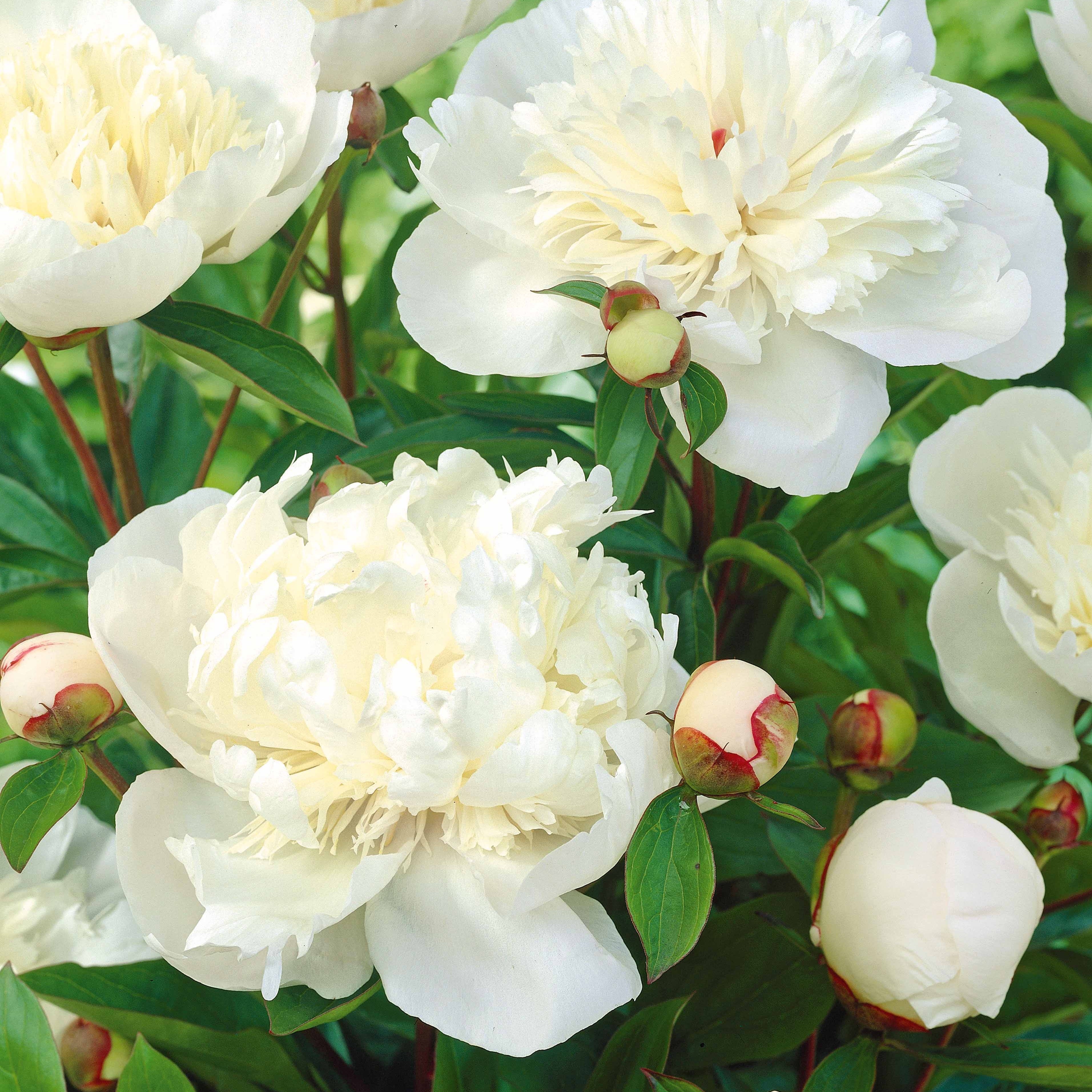 Bakker Pivoines Immaculée Sorbet Red Charm 3 racines