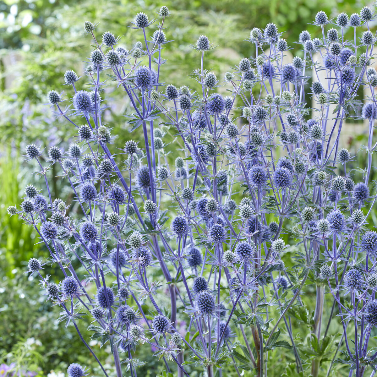 Bakker Chardon bleu panicaut vivace 3 racines nues