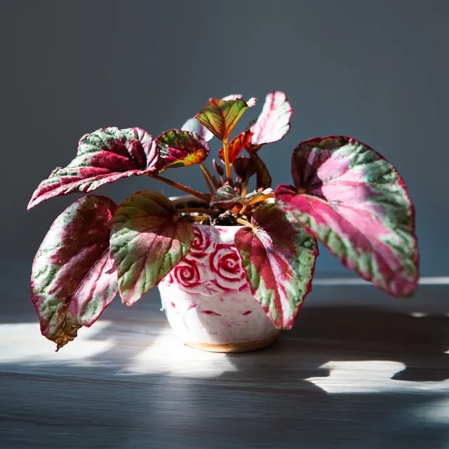 Bakker Begonia 'Maui Sunset' plante d'intérieur pot Ø 12 cm rose argent