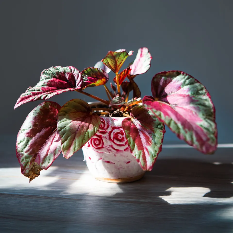 Bakker Begonia 'Maui Sunset' plante d'intérieur pot Ø 12 cm rose argent