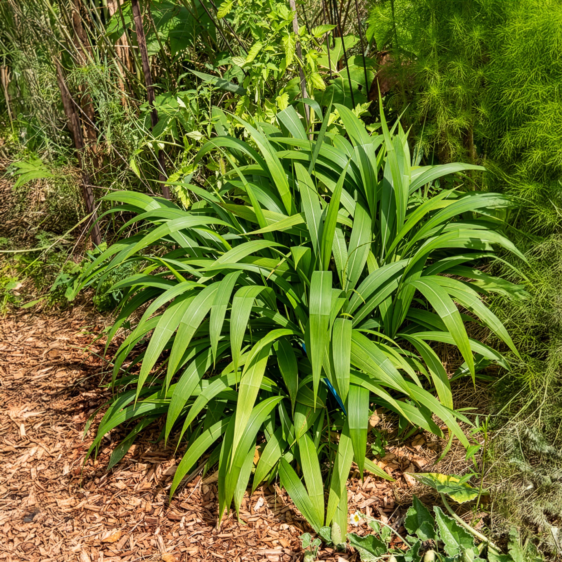 Bakker Plantes d'extérieur Herbe Palmier graminée pot 9cm