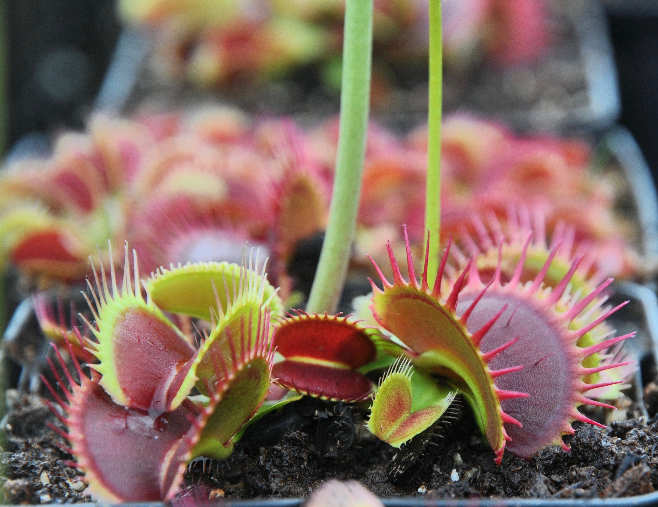 Carniflore Dionée Dionaea ARPC plante carnivore pot 9 cm