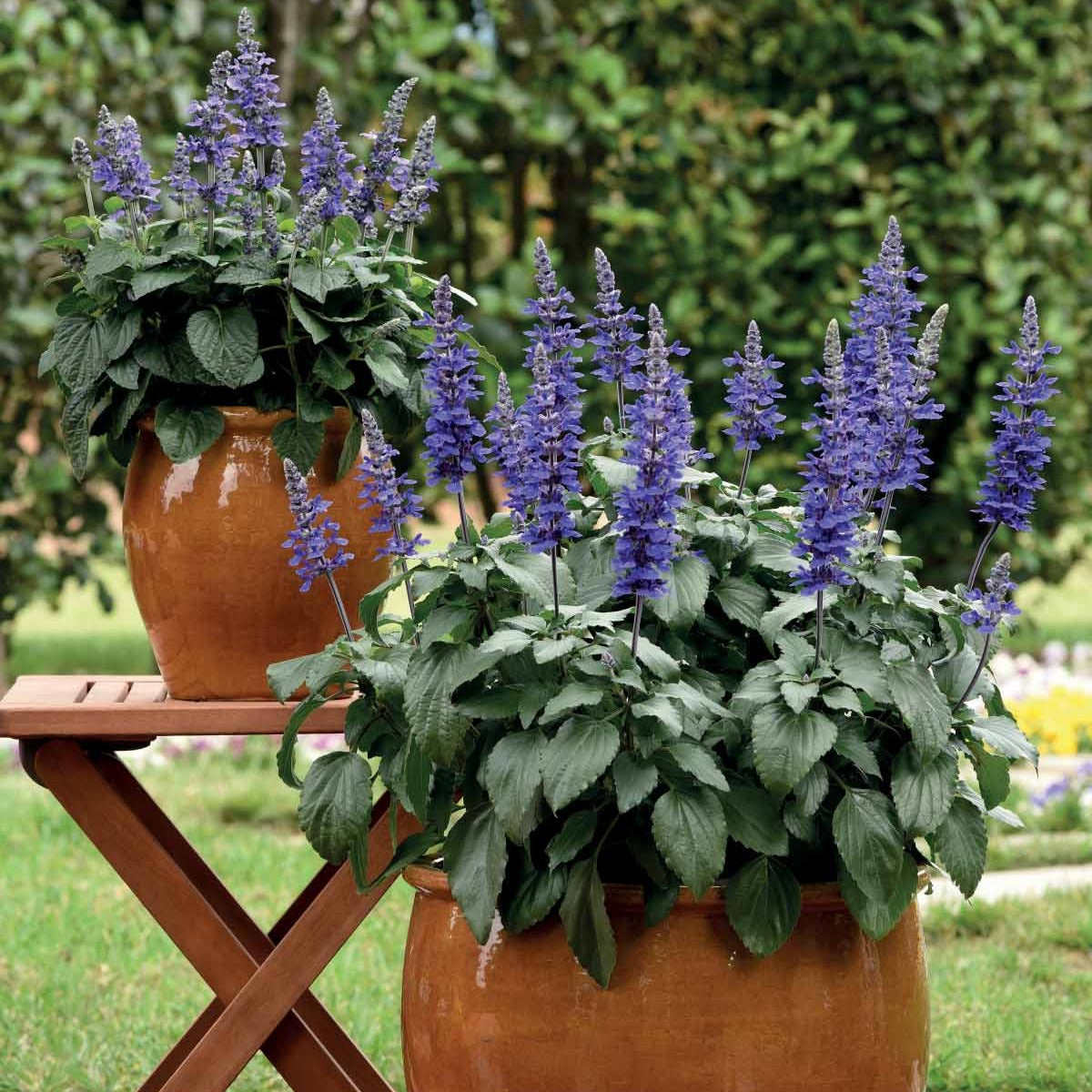 Bakker Plantes vivaces Mysty sauge violette 3 pots Ø10,5cm