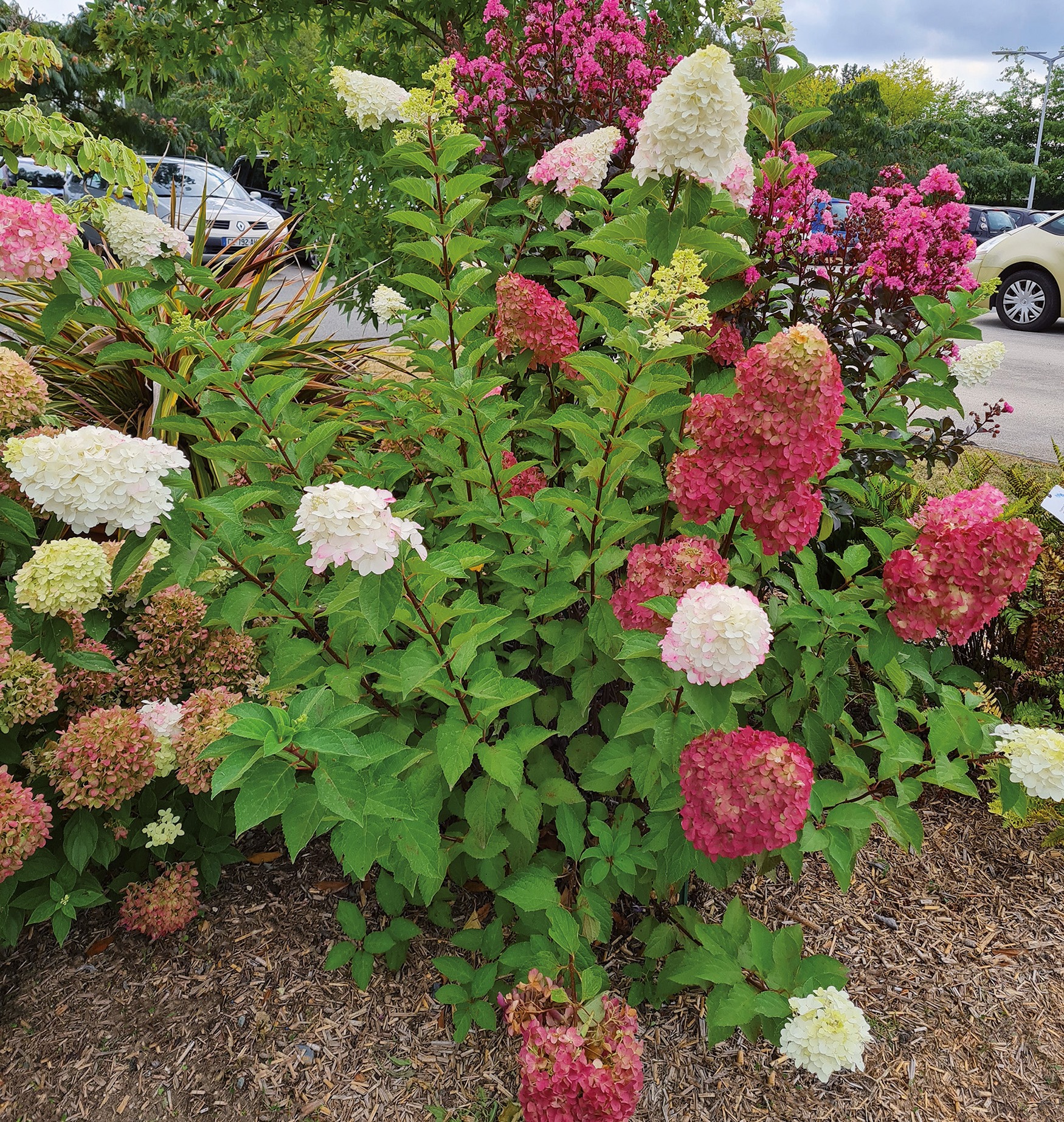 Ripoche Hydrangea Fraise Melba hortensia paniculé blanc rouge