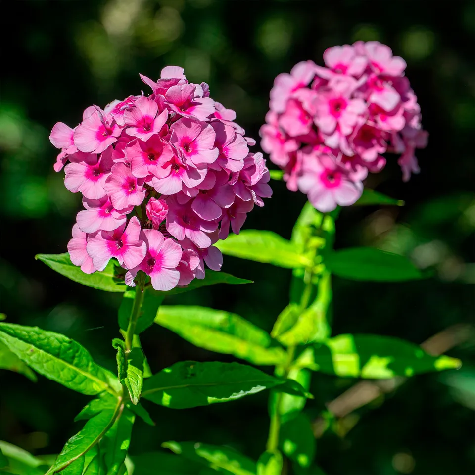Bakker Vivaces Phlox paniculé Eva Cullum fleur pot 9cm parfumé