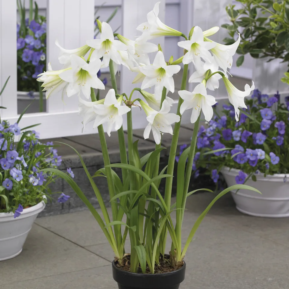 Bakker Bulbes à fleurs Amaryllis Sonatini blanc bulbes sachet 3 blanc