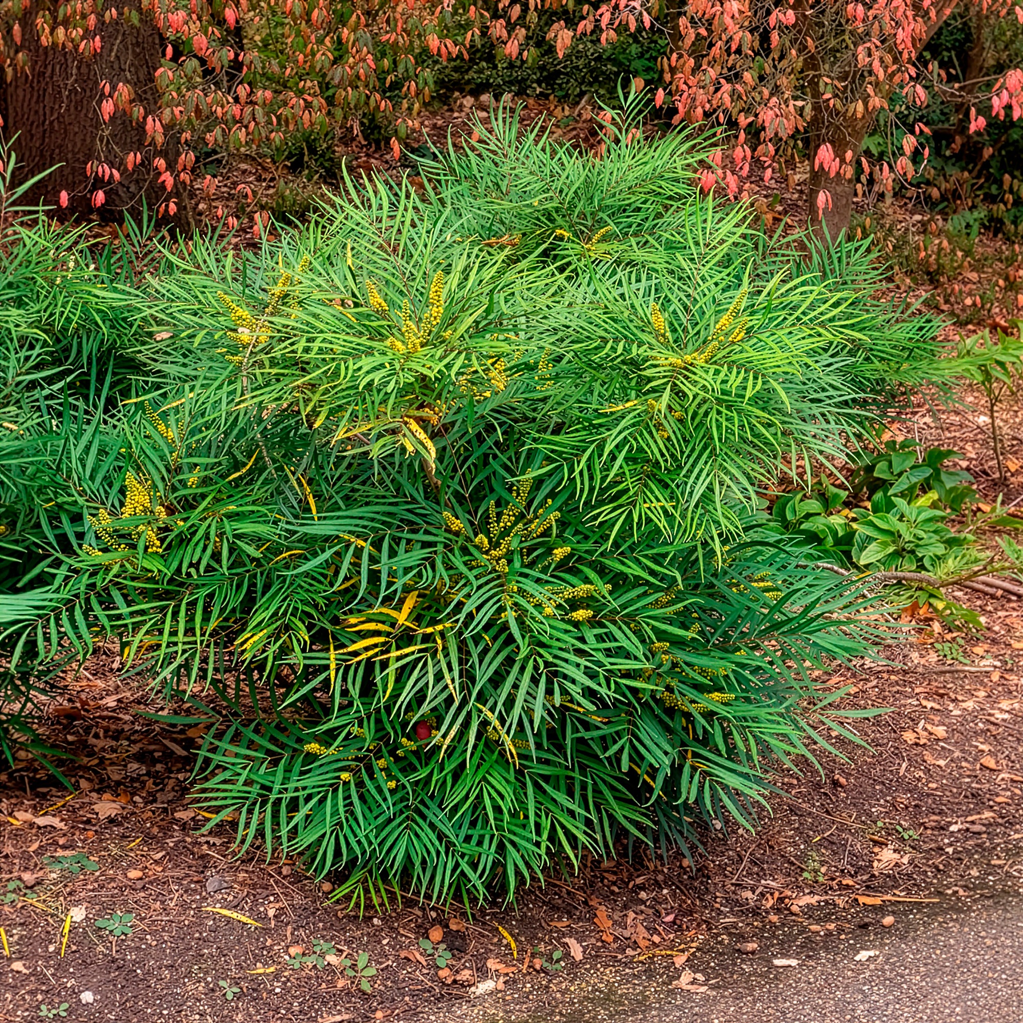 Bakker Mahonia Soft Caress arbuste pot 9cm 15-20cm sans épines