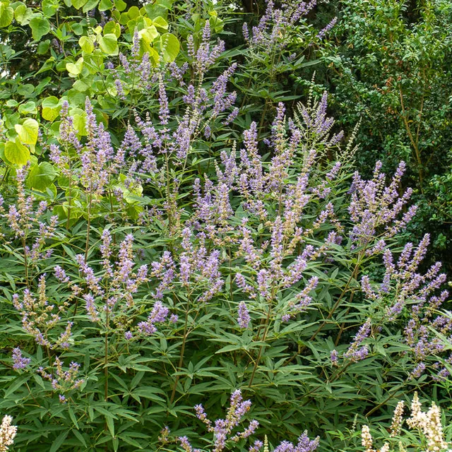 Bakker Gattilier Latifolia arbuste pot 3L 30-40cm violet