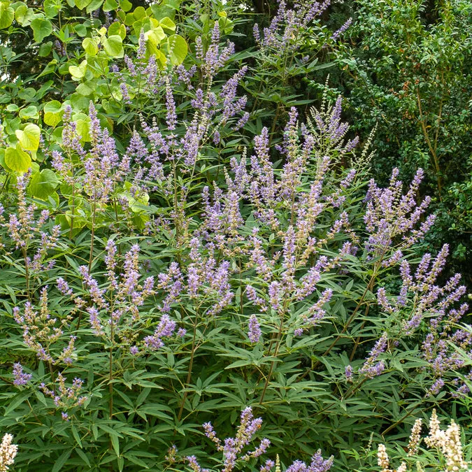 Bakker Gattilier Latifolia arbuste pot 3L 30-40cm violet