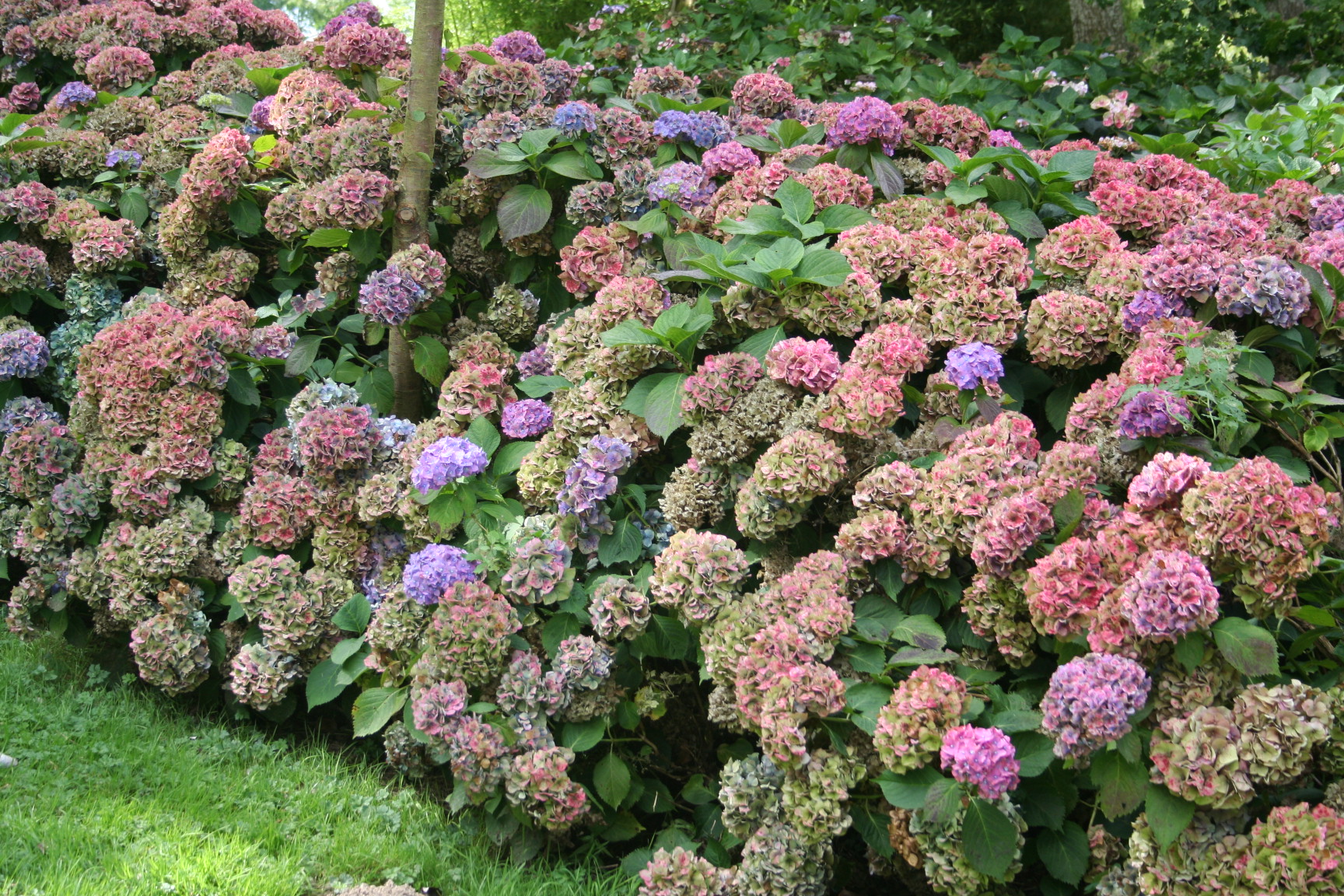 Les Hortensias du Haut Bois R.F Felton hortensia fleurs rondes