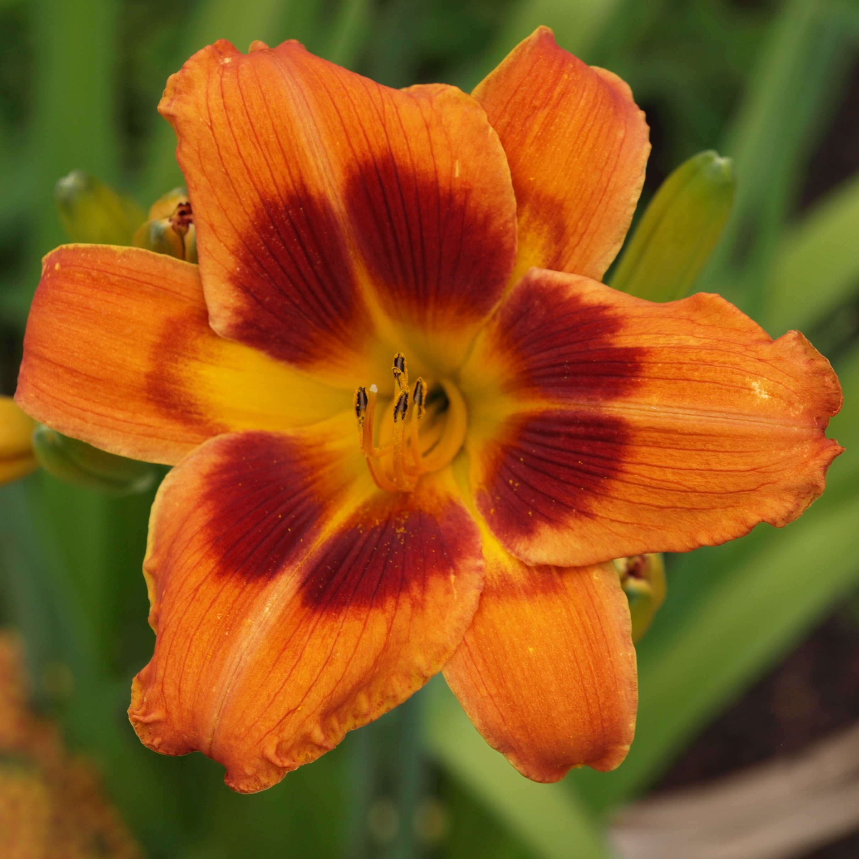 Passion Vivaces HEMEROCALLIS Bandit Man lis pot 1 litre orange cuivré