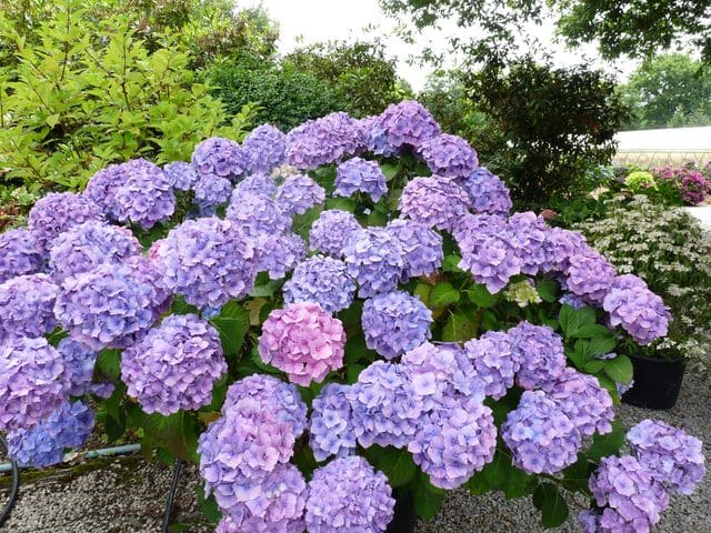 Les Hortensias du Haut Bois Marechal Foch hortensia fleurs rondes