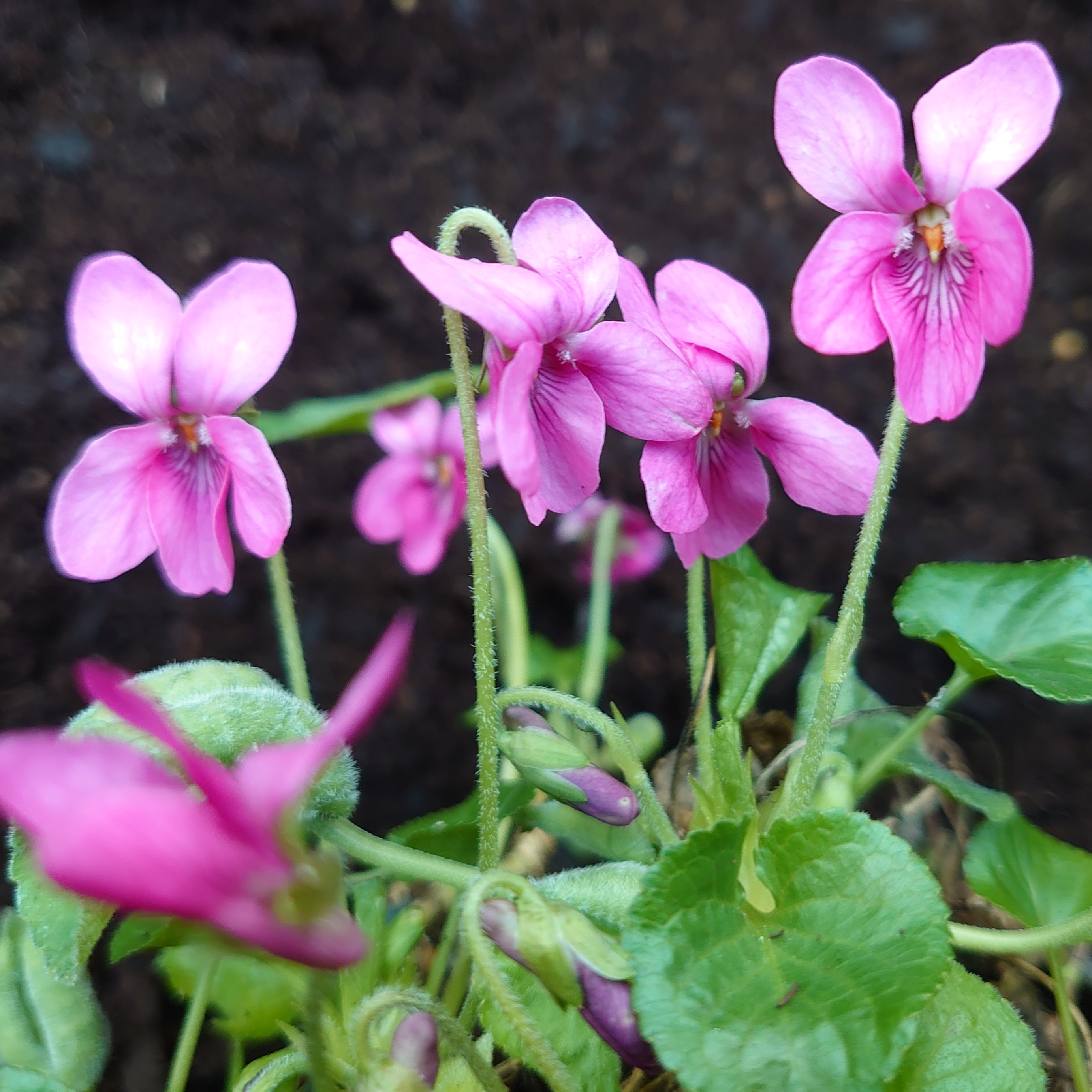 Passion Vivaces Viola odorata ‘Ophélie’ violette parfumée godet