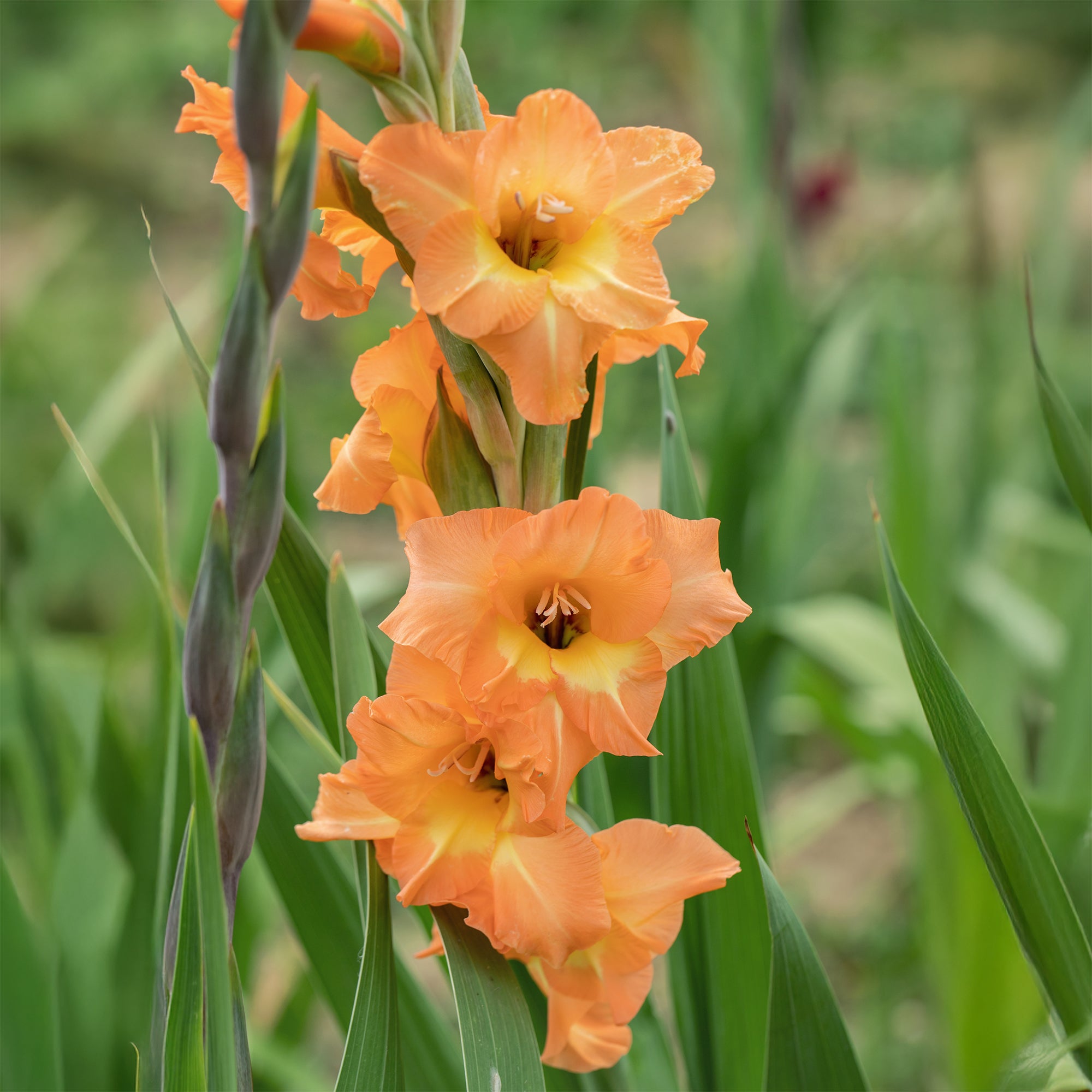 Bakker Bulbes à fleurs Glaïeuls Cornelli 15 bulbes orange