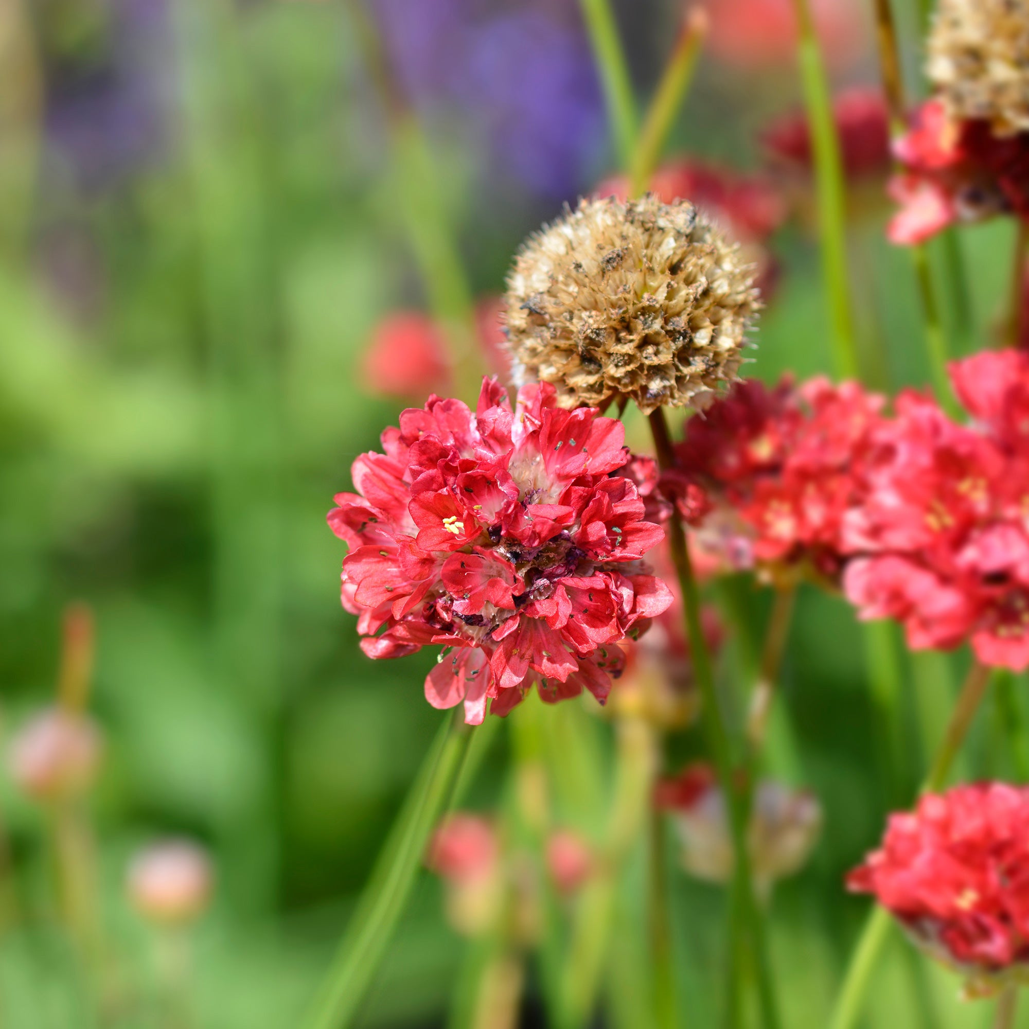 Bakker Ballerina rouge gazon d’Espagne pot 8cm fleur rouge