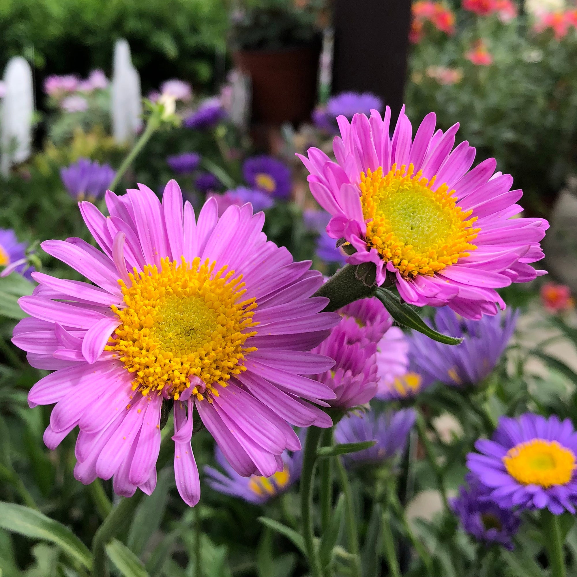Bakker Aster Alpes Happy End vivace pot 9cm violette