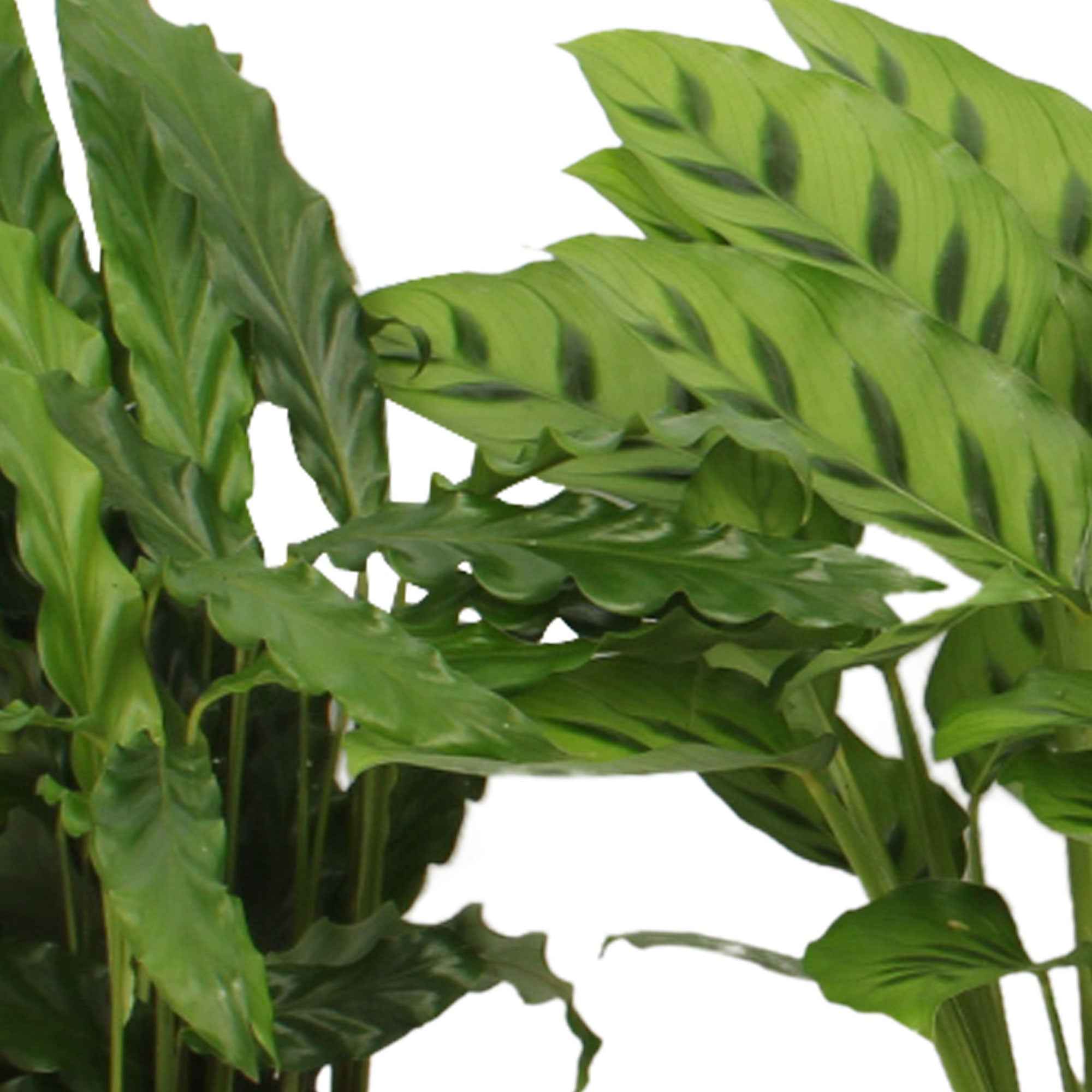 Bakker Calathéas mélange plante verte 4 pots Ø12cm