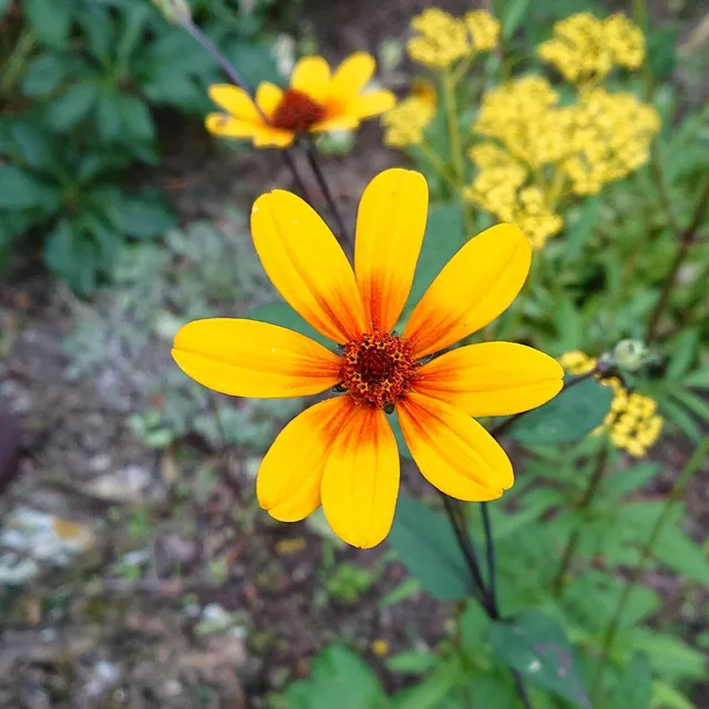 Passion Vivaces Heliopsis Prairie Sunset vivace pot 1L orange