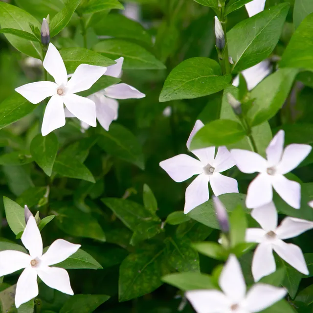 Bakker Vinca major alba pervenche blanche pot 9cm