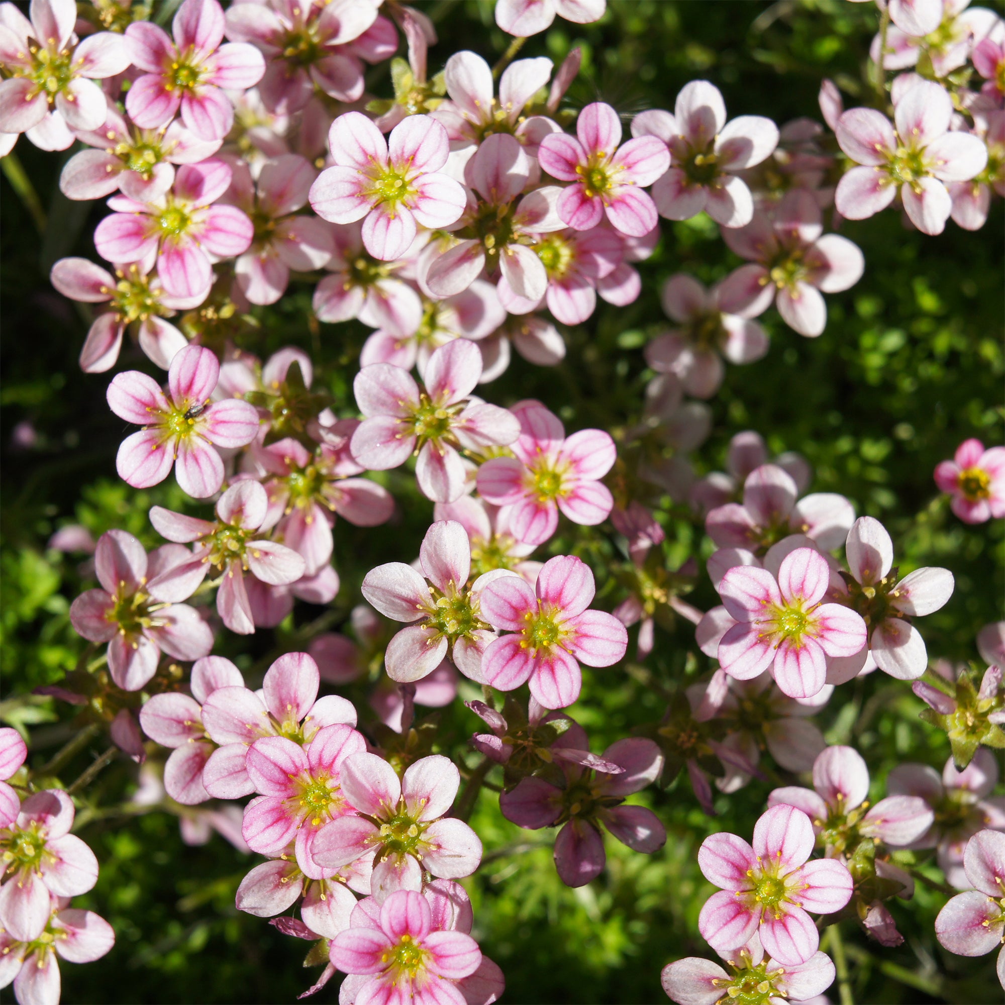 Bakker Vivaces Saxifrage Touran Neon Rose pot 9cm rose fluo