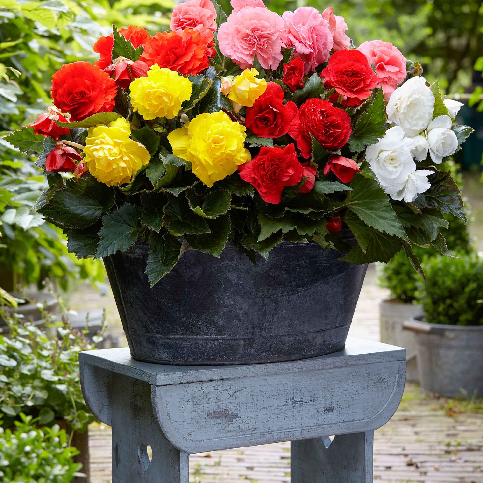 Bakker Bégonia Non Stop bulbe sachet 6 floraison continue