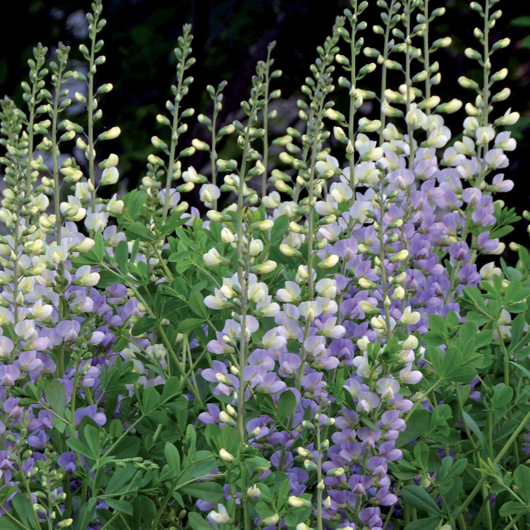 Bakker Lupin indigo Eclipse de lune vivace pot 9cm violet