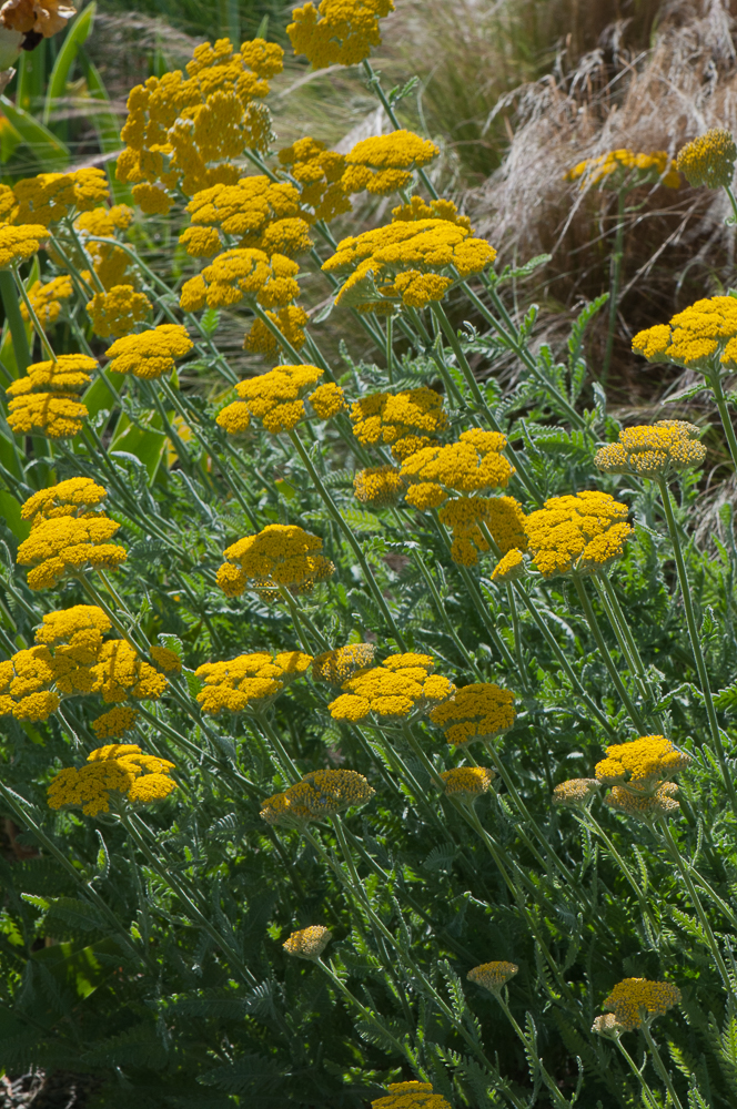 Passion Vivaces Achillea filipendulina Coronation Gold plante vivace jaune
