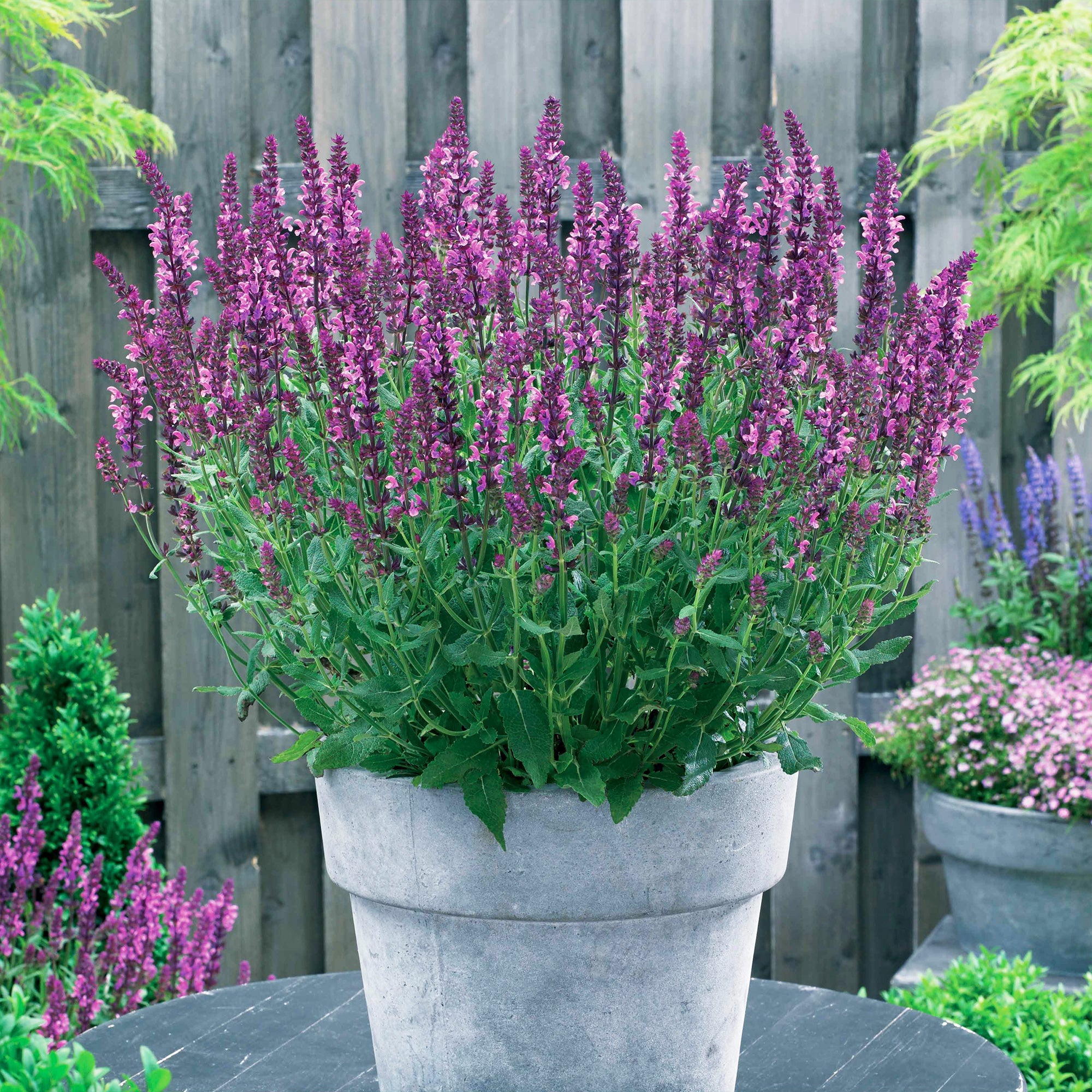 Bakker Vivaces Sauge des bois Friesland Pink vivace lot 3 racines