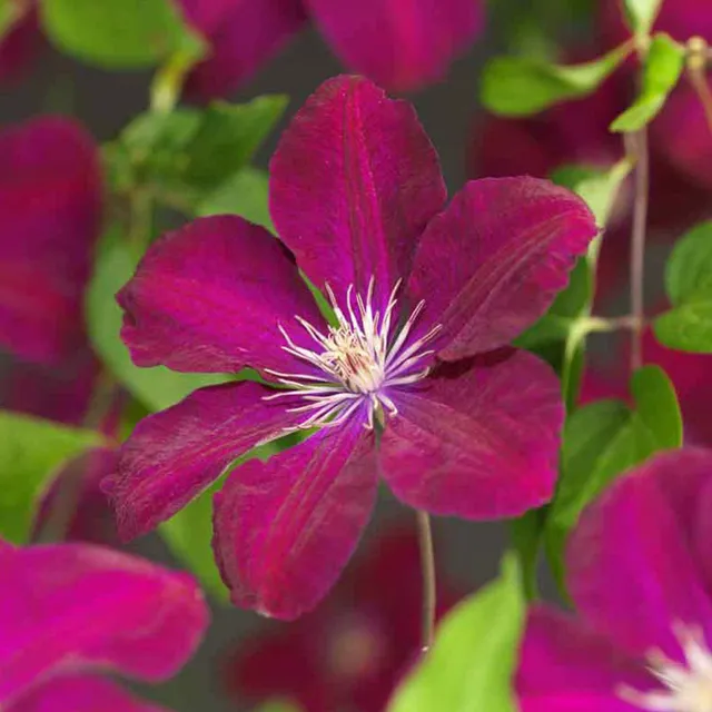 Bakker Clématite Rouge Cardinal plante grimpante pot 2L fleurs rouges