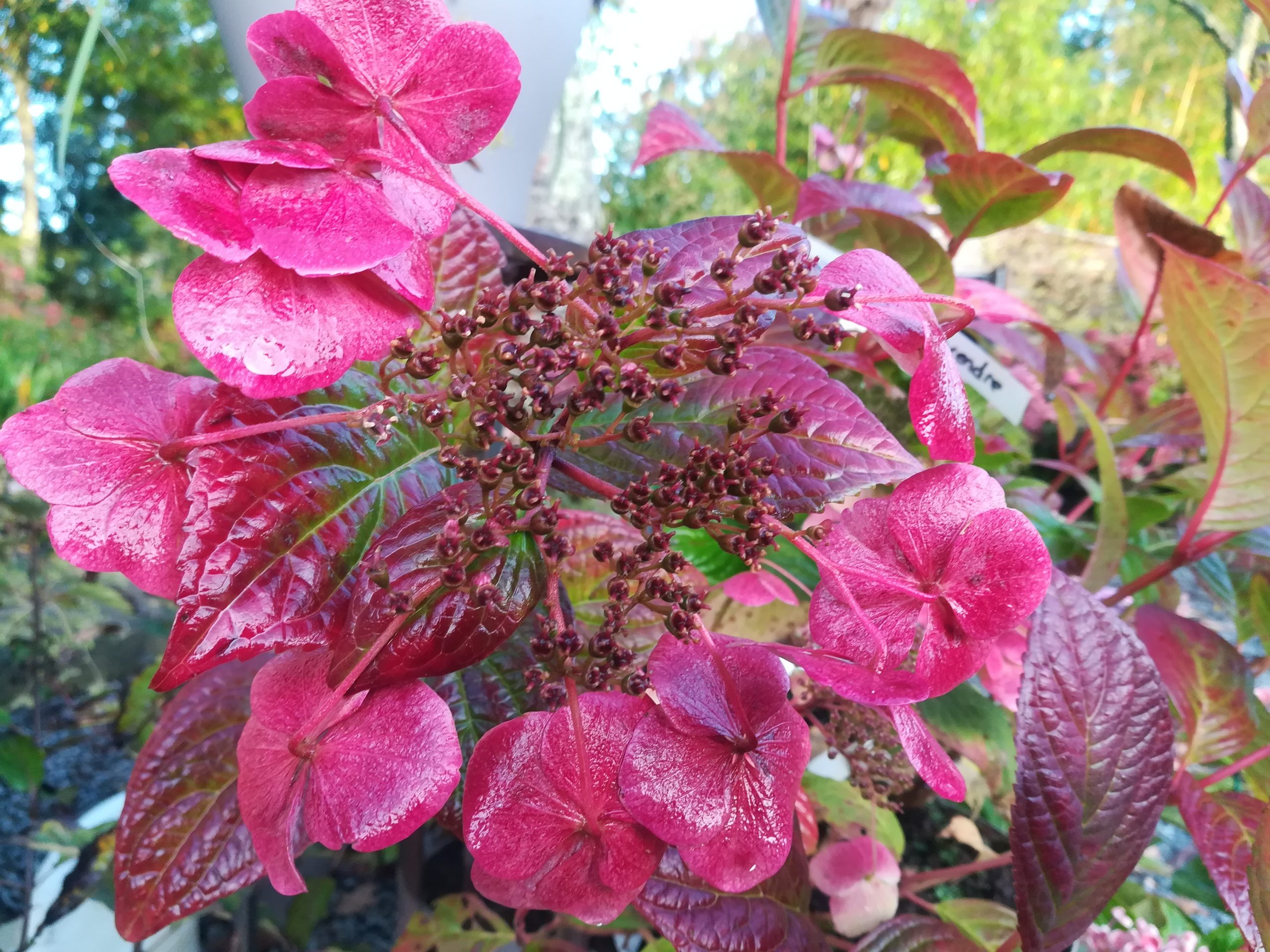 Les Hortensias du Haut Bois Santiago hortensia fleurs plates godet