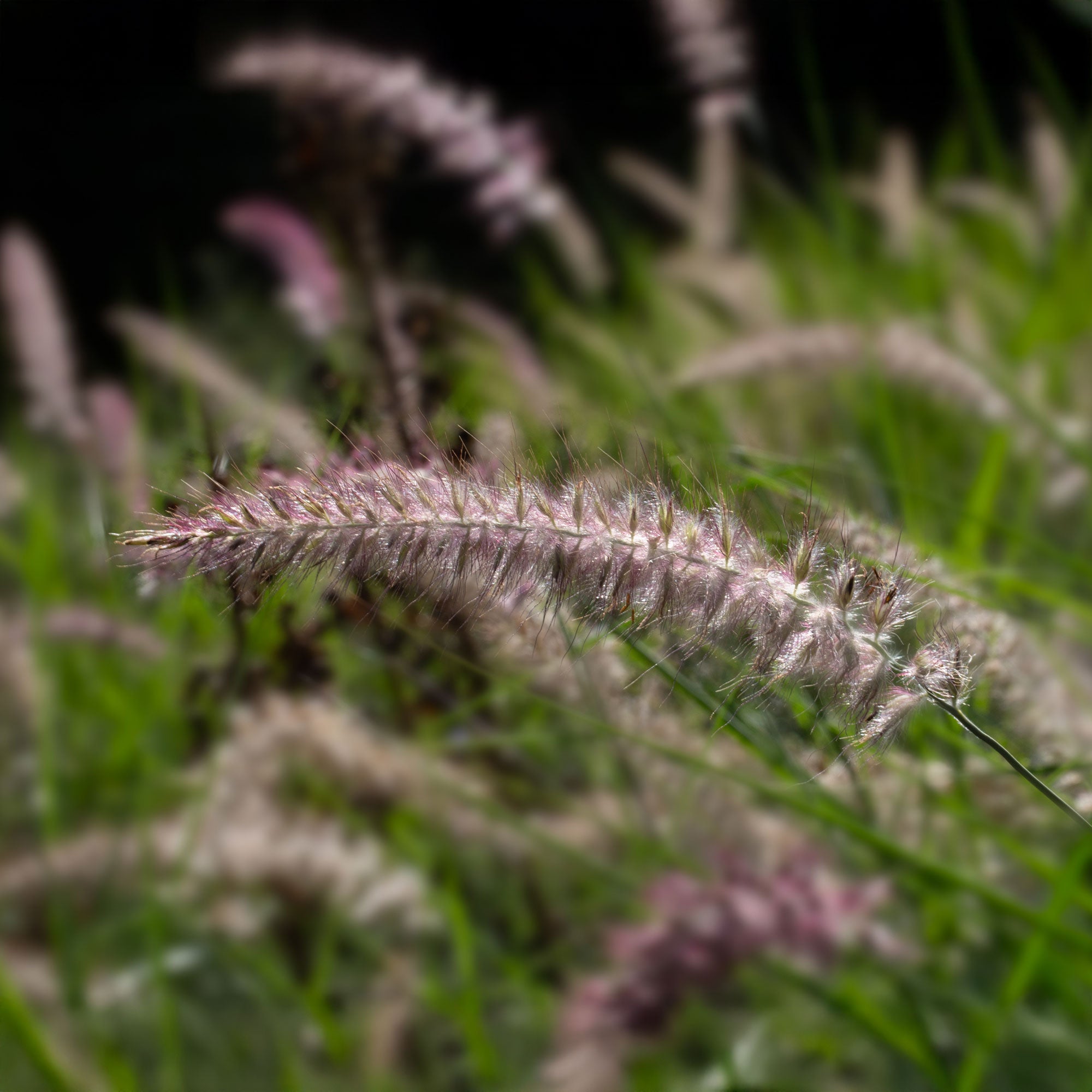 Bakker Pennisetum Karley Rose herbe pot 8cm épis roses