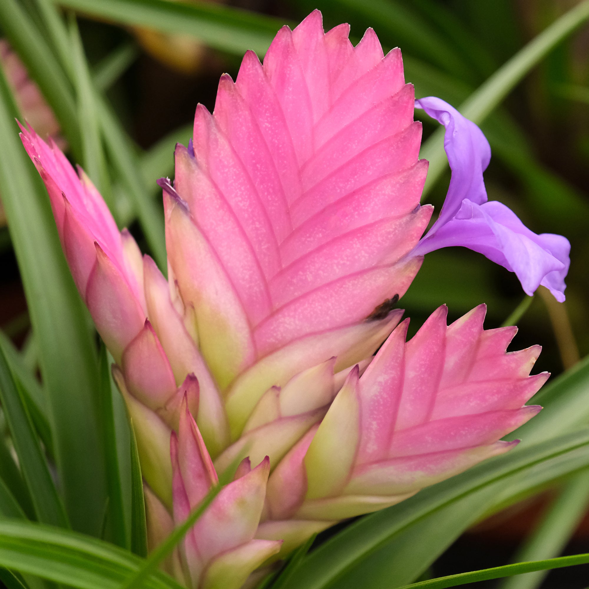 Bakker Tillandsia bleu plante intérieure pot 9cm épi rose