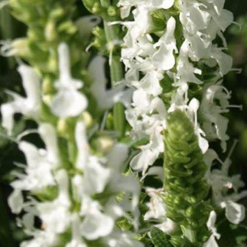 Bakker Sauge des prés Swan Lake pot Ø9cm fleurs blanches