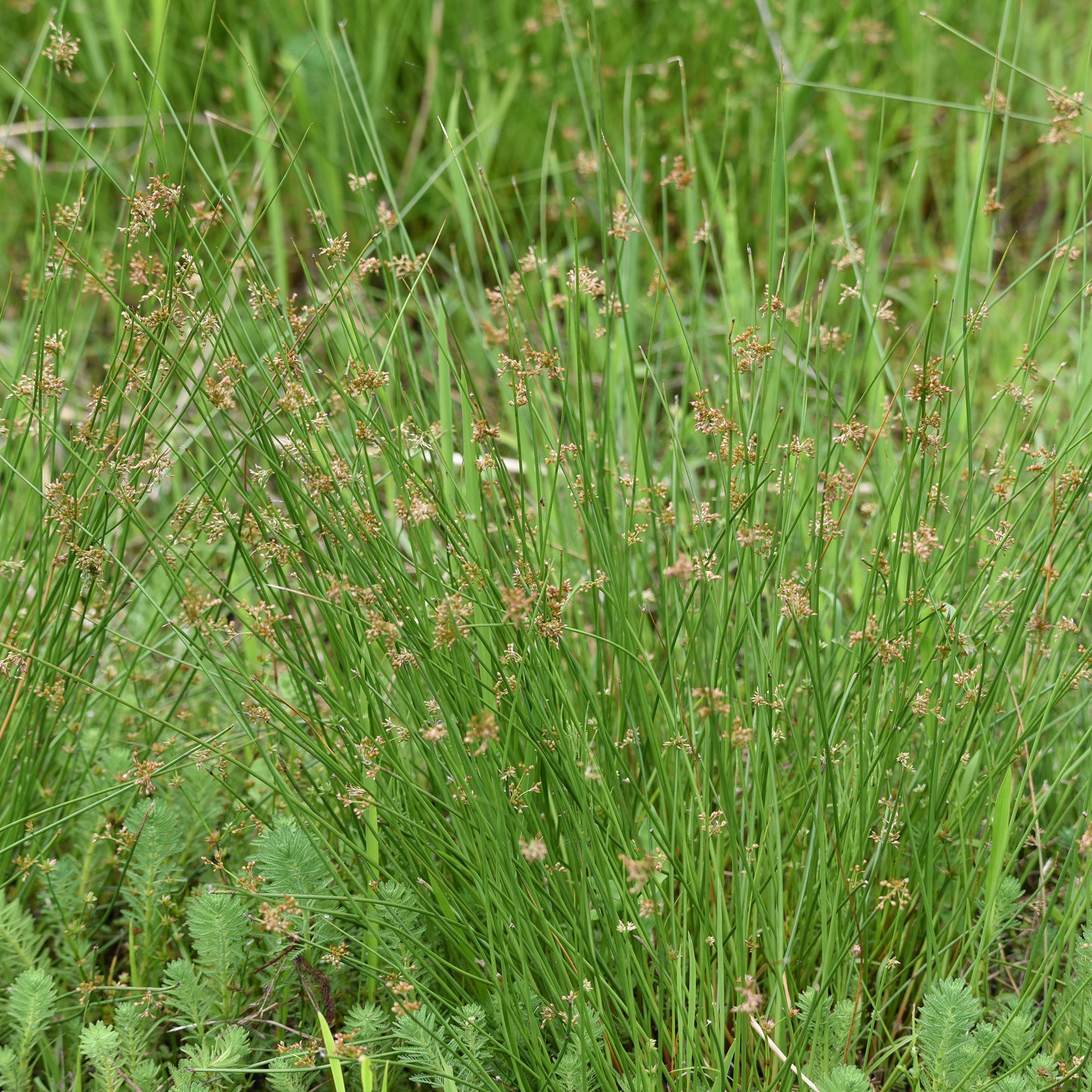 Bakker Jonc épars plante de bassin pot 8cm berge