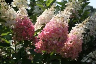 Les Hortensias du Haut Bois Pinky Winky hortensia paniculata godet
