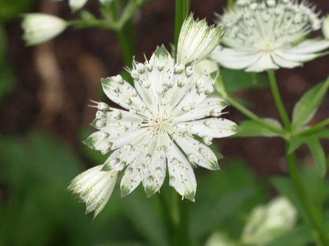 Passion Vivaces ASTRANTIA X Shaggi radiaire godet fleurs blanches