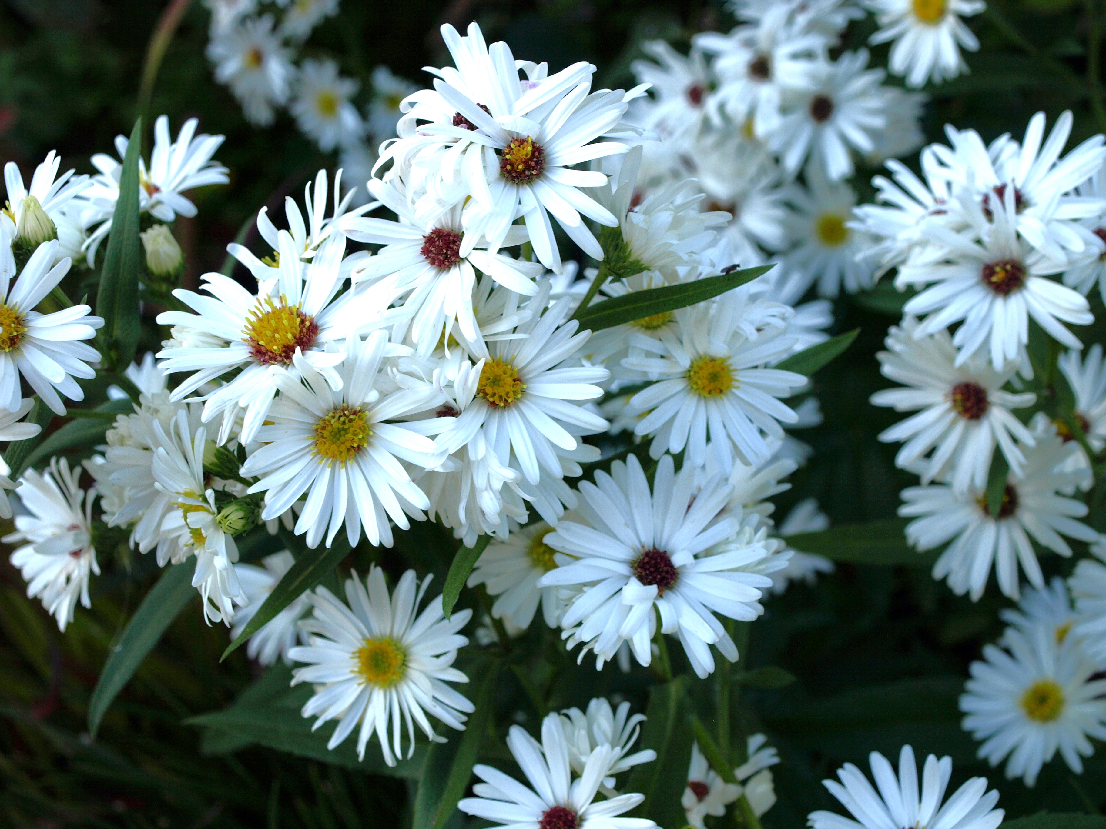Passion Vivaces Aster novi-belgii Boningale White plante blanche